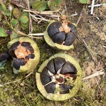 广西岑溪软枝油茶果