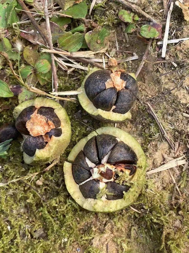 广西岑溪软枝油茶果