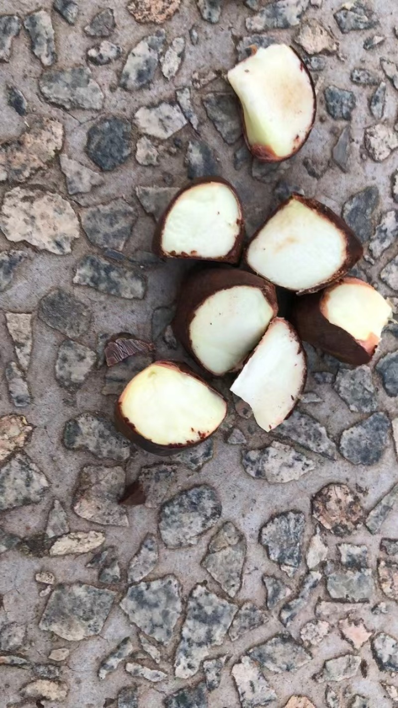 广西岑溪软枝油茶果