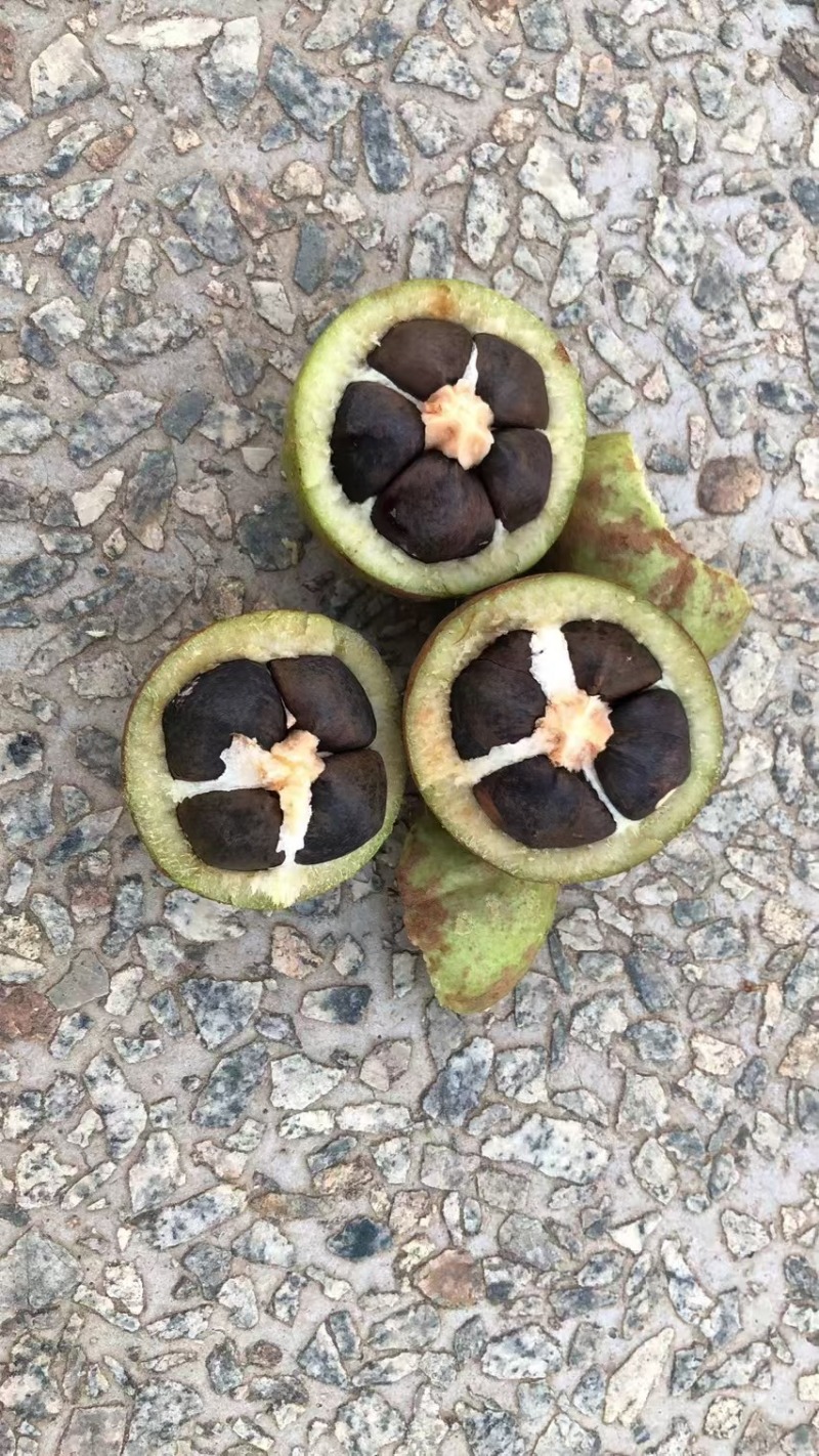 广西岑溪软枝油茶果