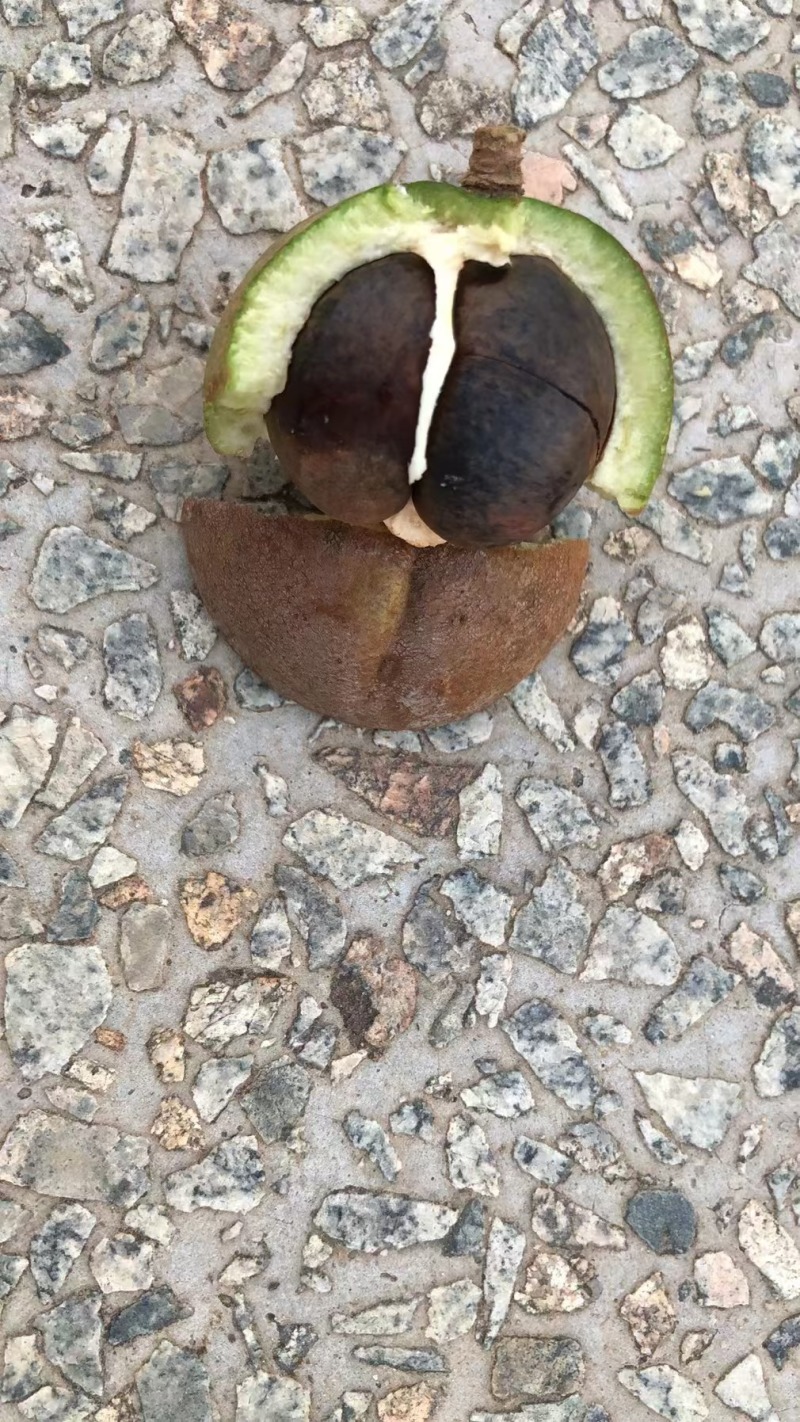 广西岑溪软枝油茶果