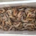 渤海湾野生大虾