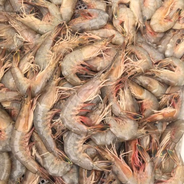 渤海湾野生大虾