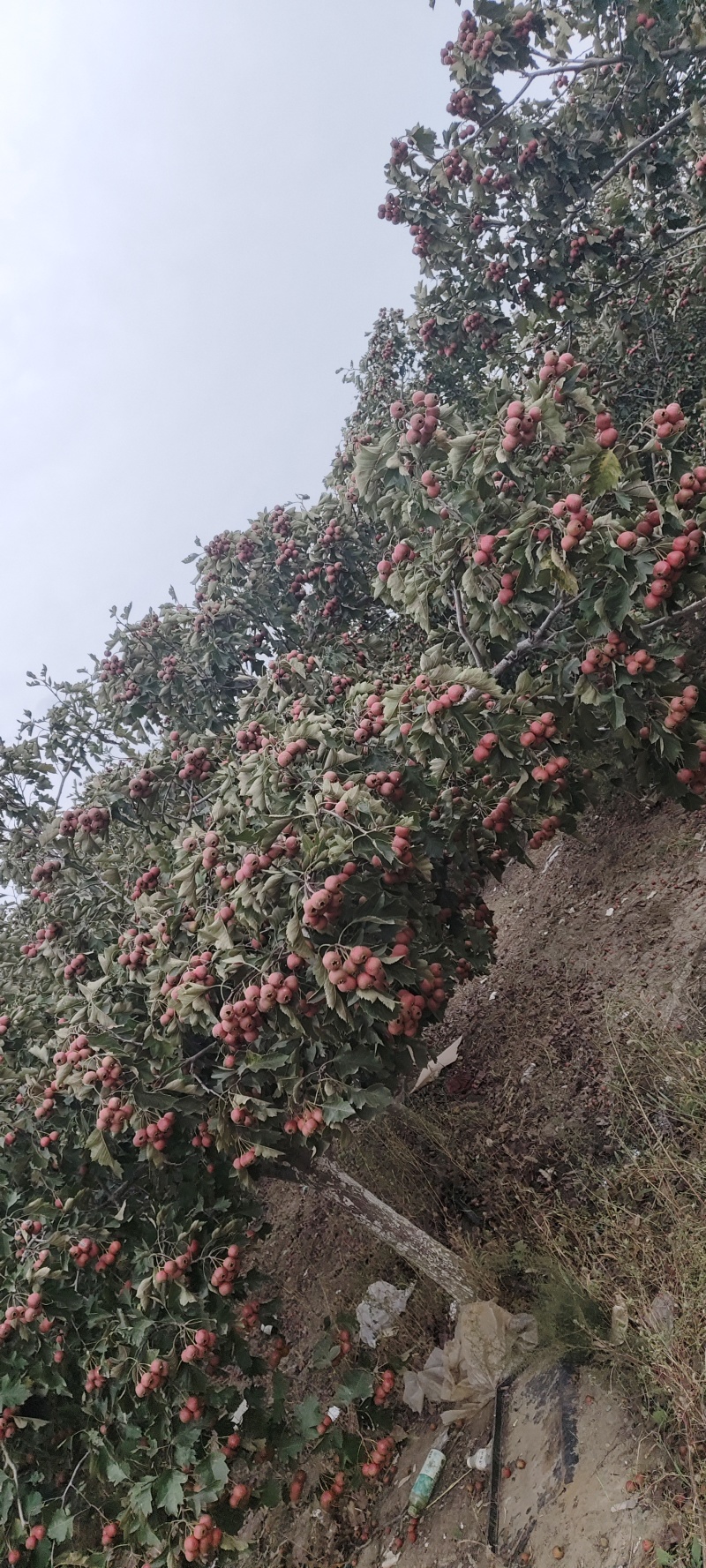 山楂果