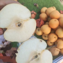 晚秋黄梨