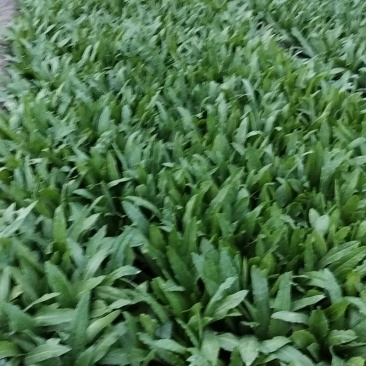 油麦菜