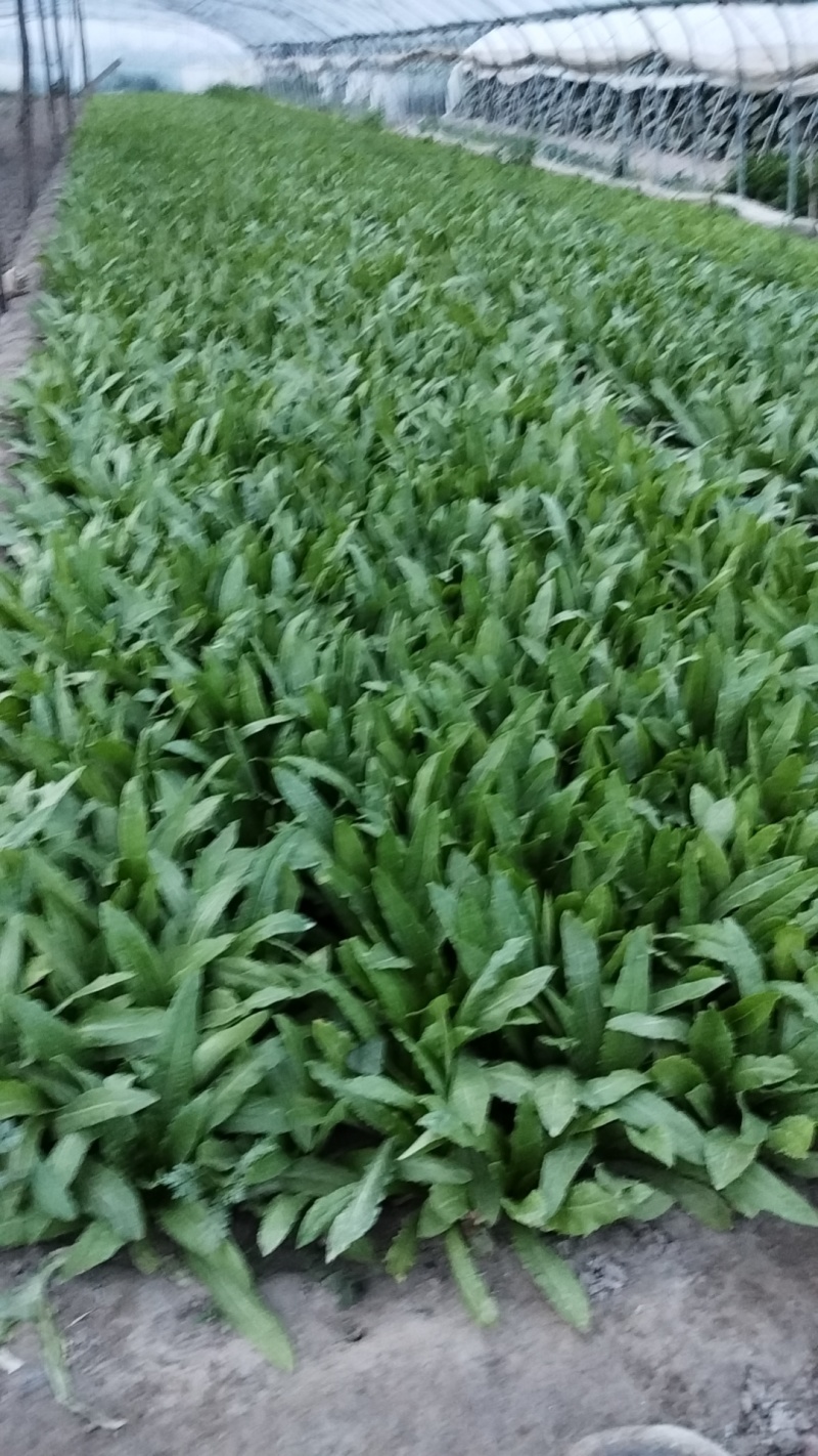 油麦菜