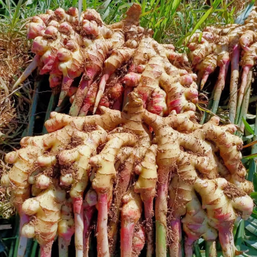贵州山地二黄姜