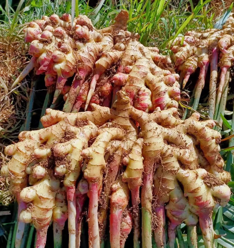 贵州山地二黄姜