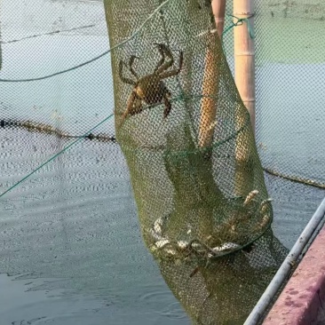 大闸蟹(残蟹)
