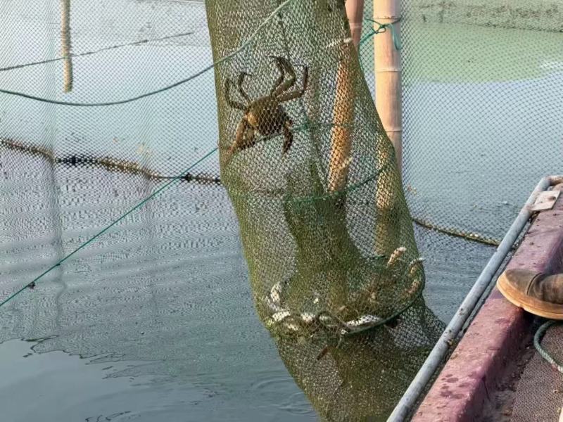 大闸蟹(残蟹)
