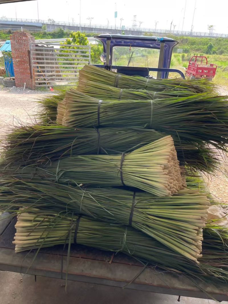香茅柠檬草干批发