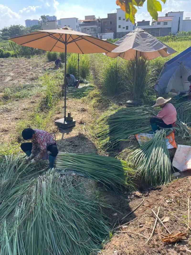 香茅柠檬草干批发
