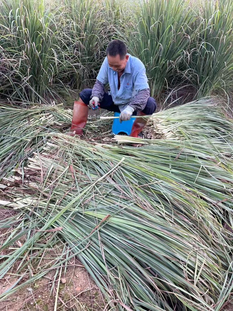 香茅柠檬草干批发
