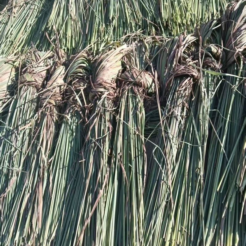 香茅柠檬草干批发