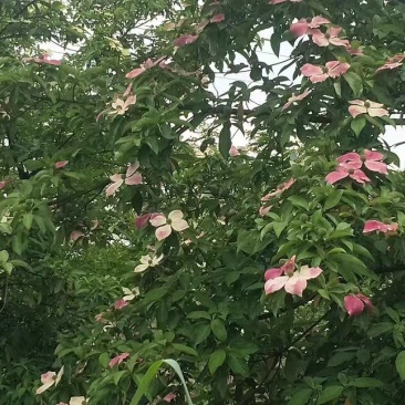 大量四照花树（鸡素子），滇朴，红豆杉