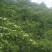 大量四照花树（鸡素子），滇朴，红豆杉