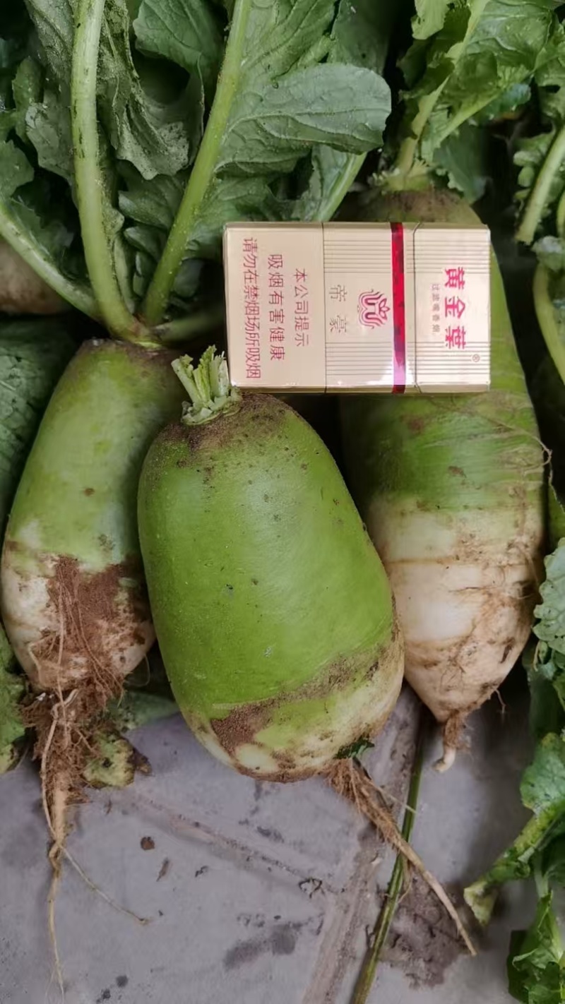 基地青萝卜，大吨位供应，走市场超市，电商都可以，口感脆甜，