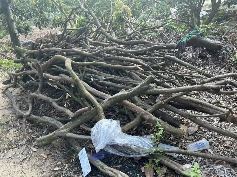 荔枝柴木材柴火耐烧果木香农场直供老荔树木柴