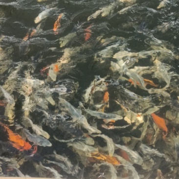 广州铁牛锦鲤园处理一批伤品鱼，黑钻，松川化，红白，