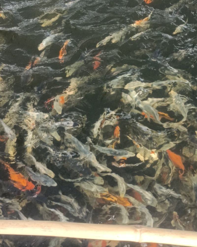 广州铁牛锦鲤园处理一批伤品鱼，黑钻，松川化，红白，