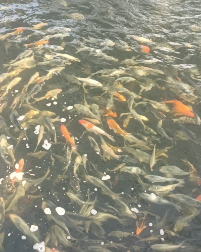 广州铁牛锦鲤园处理一批伤品鱼，黑钻，松川化，红白，