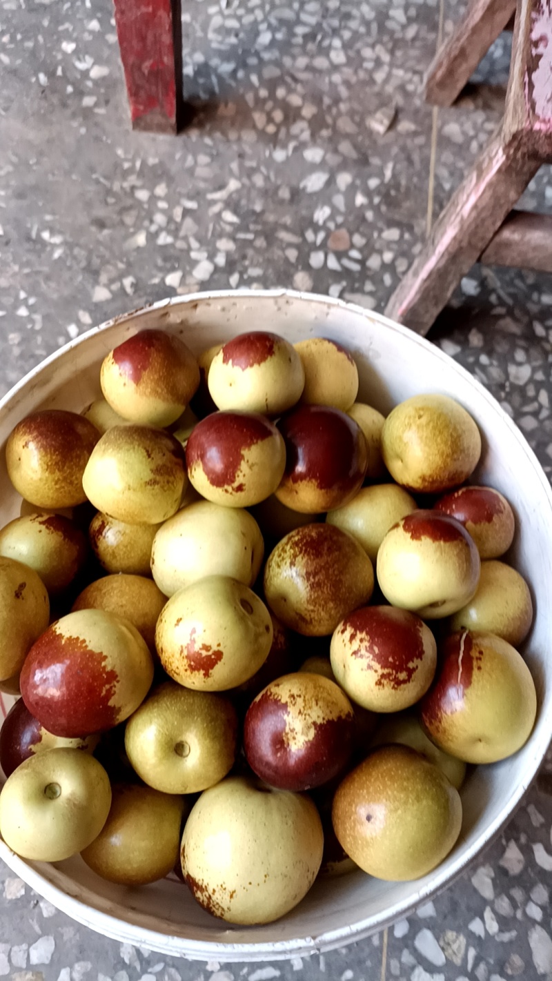 冬枣