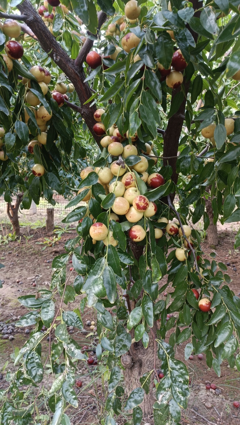 冬枣