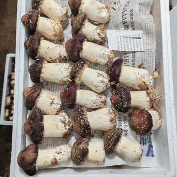 赤松茸