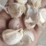摆好优质大蒜种600斤