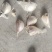 摆好优质大蒜种600斤