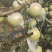 5明月苹果，
