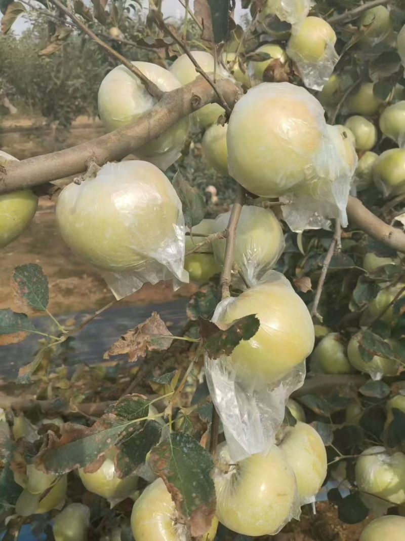 5明月苹果，