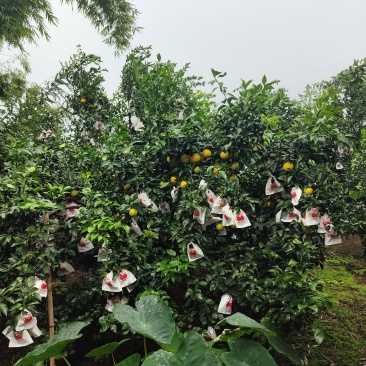 眉山市橘橙之乡的爱媛