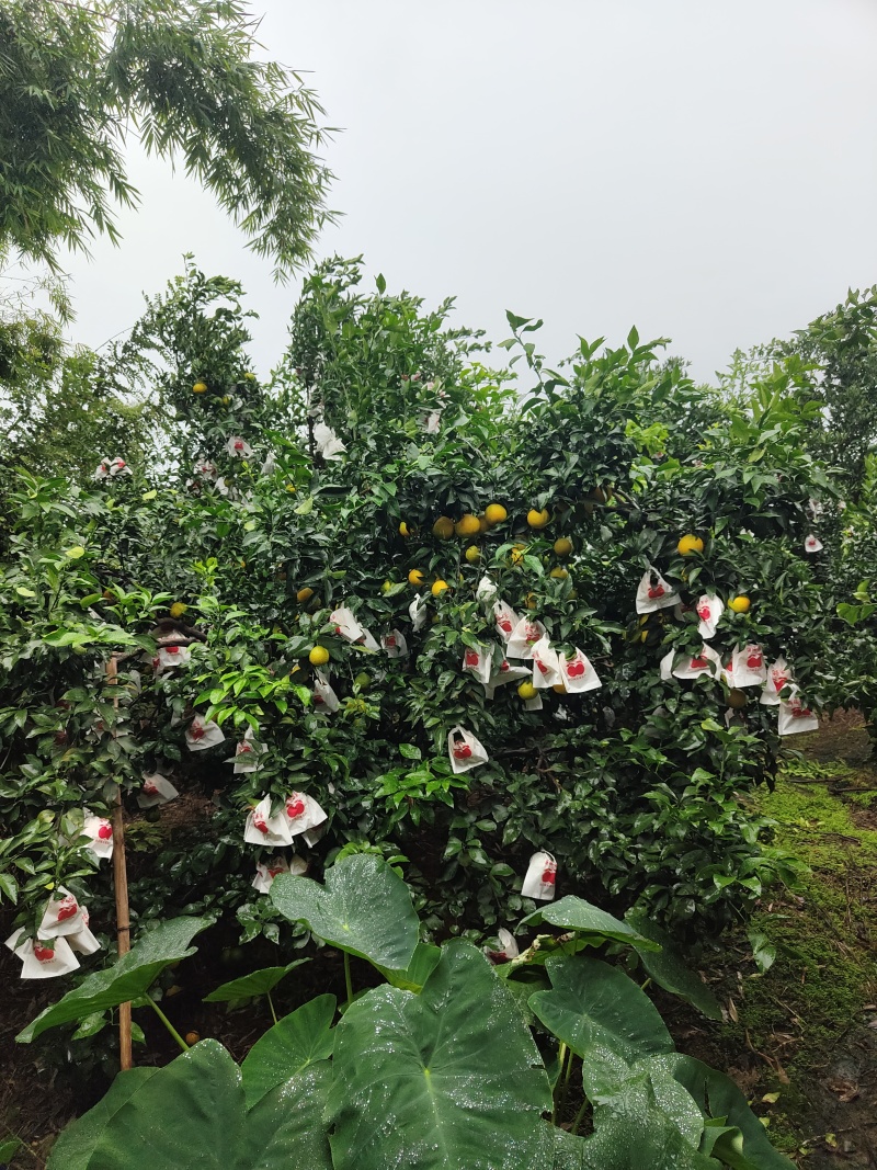 眉山市橘橙之乡的爱媛