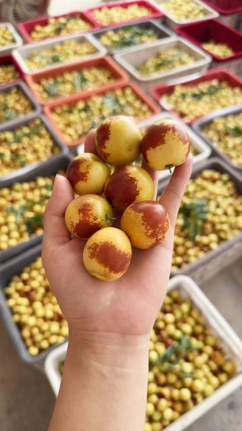 山西沾化冬枣