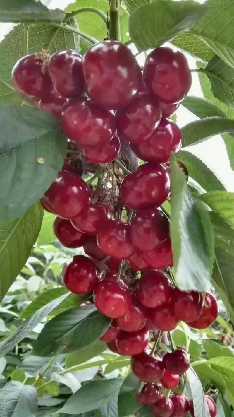 山海关大樱桃