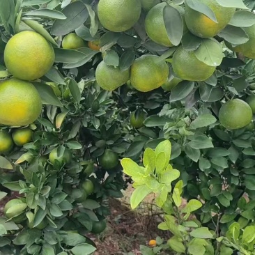 早熟蜜桔大果