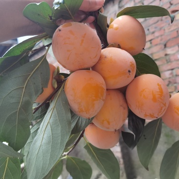 火葫芦柿子