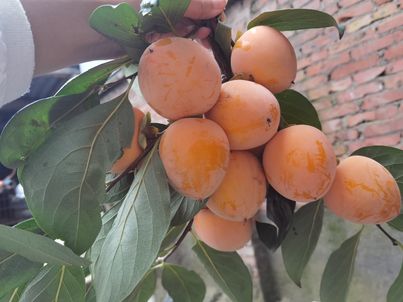 火葫芦柿子