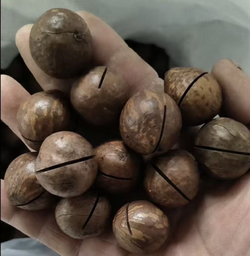 夏威夷果电商一件代发有量你就来