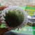 甘肃古浪香瓜