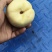 映霜红冬桃