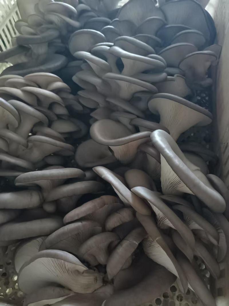 聊城本地蘑菇量大优惠***************