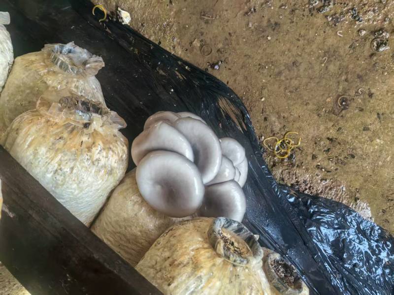聊城本地蘑菇量大优惠***************