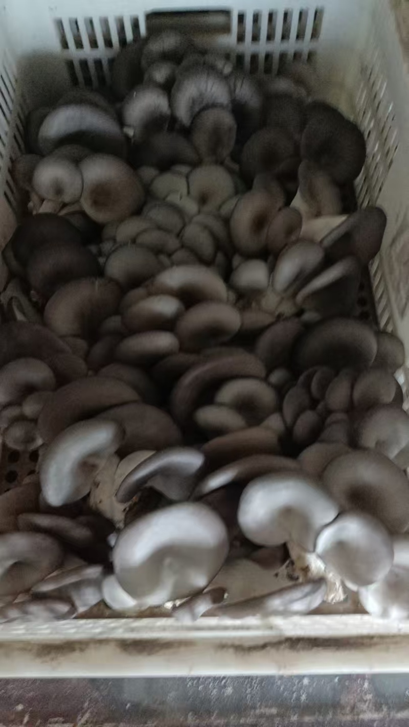 聊城本地蘑菇量大优惠***************