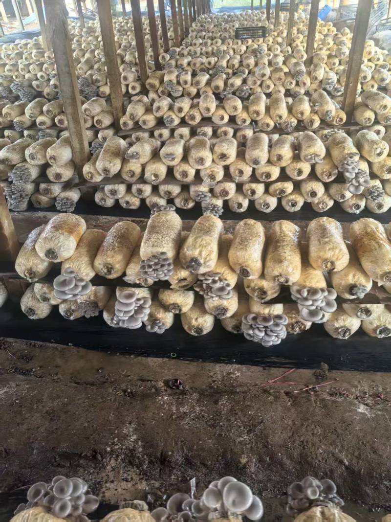 聊城本地蘑菇量大优惠***************