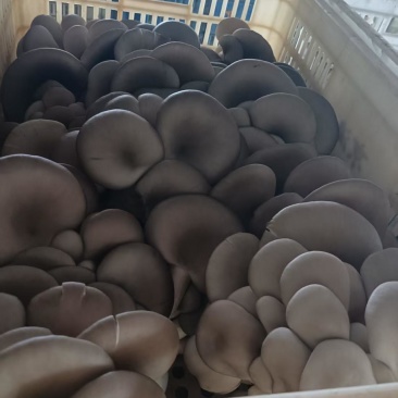 聊城本地蘑菇量大优惠***************