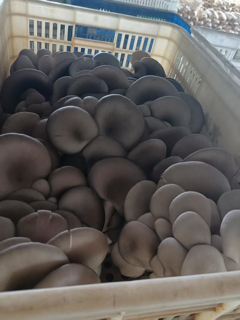 聊城本地蘑菇量大优惠***************