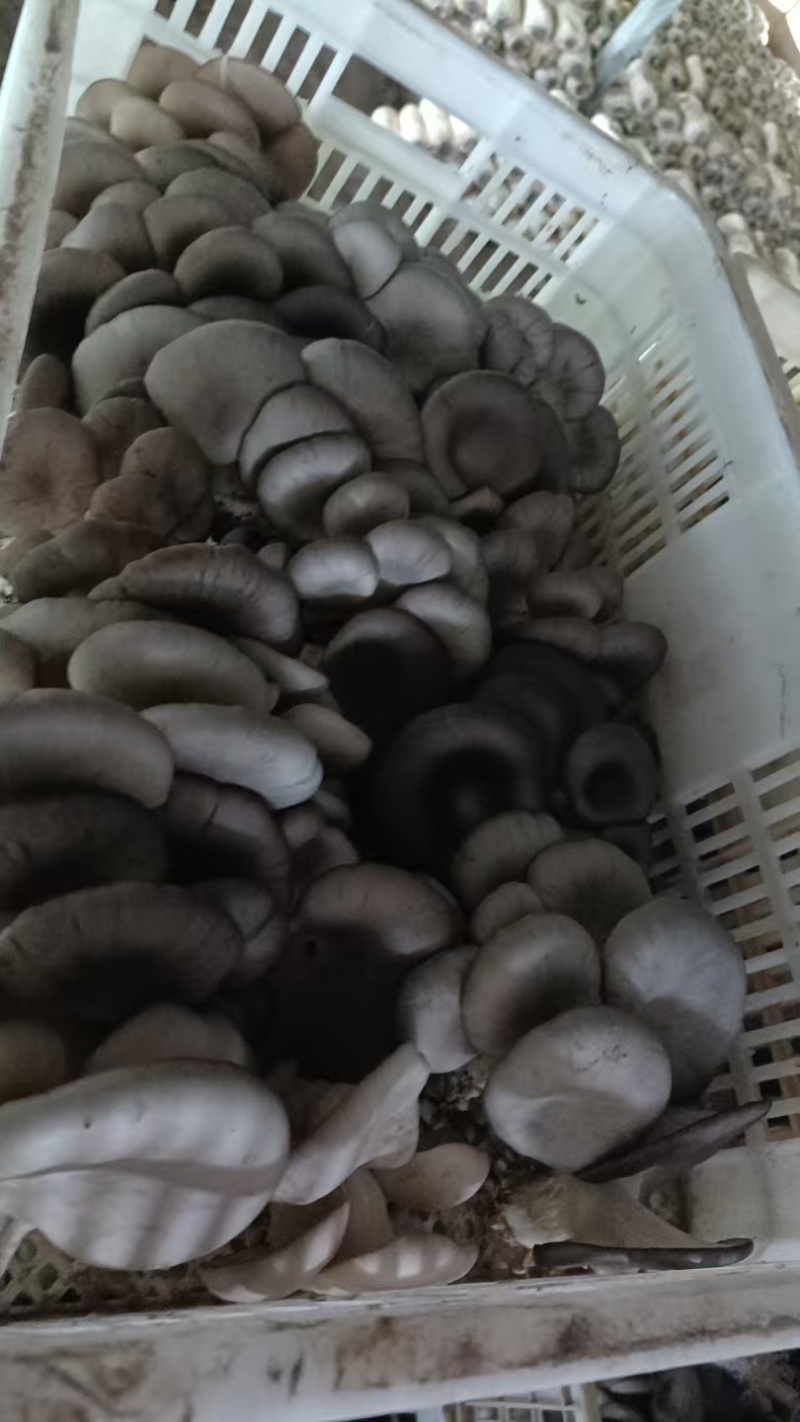 聊城本地蘑菇量大优惠***************